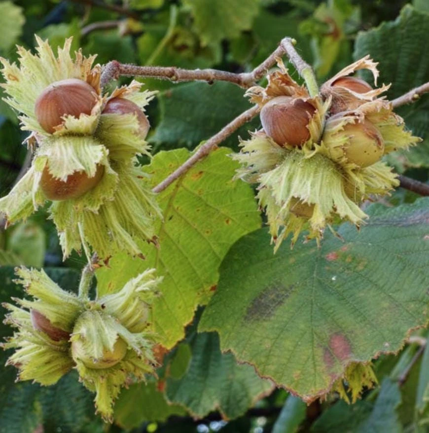 Pecan Nut Tree Live Plant – Gilbert Variety – 5 inch Pot – High-Yield Edible Pecans – Full Sun - Image 2