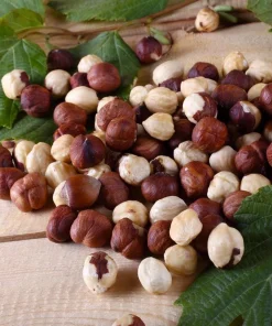 Pecan Nut Tree Live Plant – Gilbert Variety – 5 inch Pot – High-Yield Edible Pecans – Full Sun - Image 3