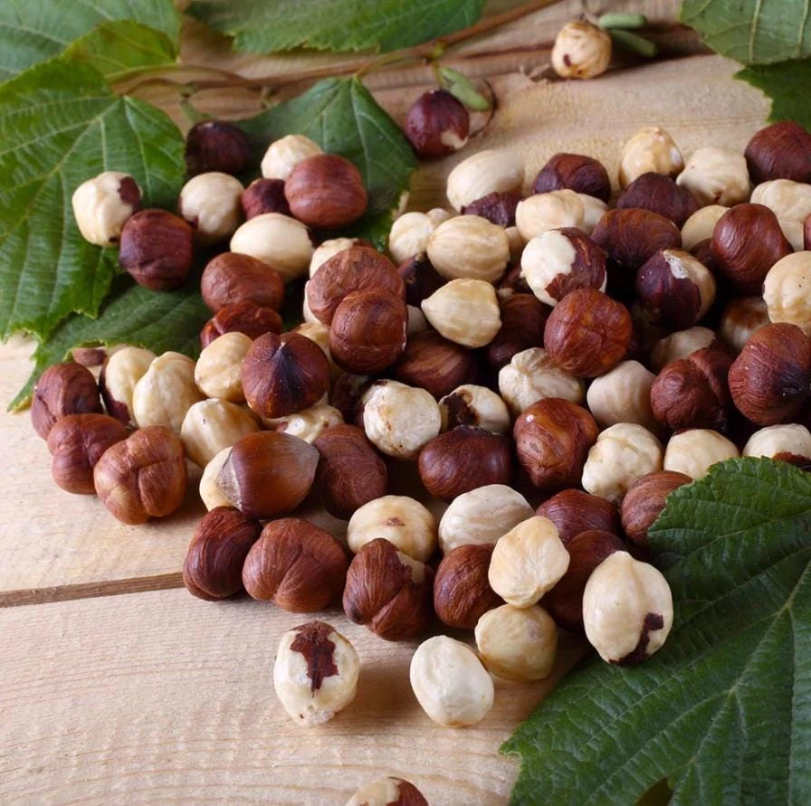 Pecan Nut Tree Live Plant – Gilbert Variety – 5 inch Pot – High-Yield Edible Pecans – Full Sun - Image 3