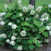 Pee Wee Oakleaf Hydrangea Live Plant – Dwarf White Perennial – 4" Pot – Outdoor Shrub - Image 1