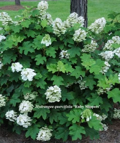Pee Wee Oakleaf Hydrangea Live Plant – Dwarf White Perennial – 4