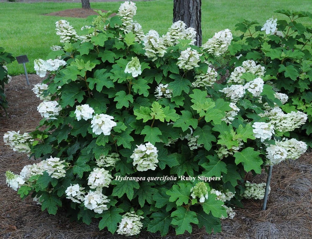 Pee Wee Oakleaf Hydrangea Live Plant – Dwarf White Perennial – 4" Pot – Outdoor Shrub - Image 1