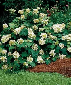 Pee Wee Oakleaf Hydrangea Live Plant – Dwarf White Perennial – 4" Pot – Outdoor Shrub - Image 2