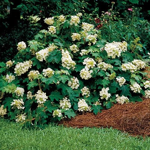 Pee Wee Oakleaf Hydrangea Live Plant – Dwarf White Perennial – 4" Pot – Outdoor Shrub - Image 2