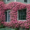Peggy Martin Climbing Rose Live Plant - 10-16" Tall, Gallon Pot, Thornless Pink Flowers - Image 1
