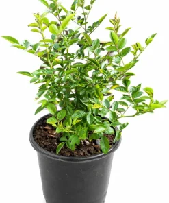 Peggy Martin Climbing Rose Live Plant - 10-16