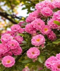 Peggy Martin Climbing Rose Live Plant - 10-16