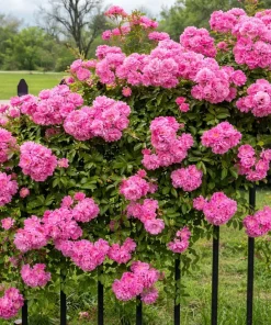 Peggy Martin Climbing Rose Live Plant - 10-16