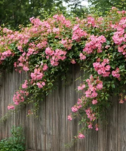 Peggy Martin Climbing Rose Live Plant - 10-16