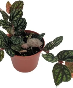 Pellionia Pulchra Live Plant - Trailing Rainbow Vine Houseplant, 2.5