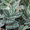 Pellionia Pulchra Live Plant - Trailing Rainbow Vine Houseplant, 2.5" Pot - Image 1