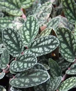 Pellionia Pulchra Live Plant - Trailing Rainbow Vine Houseplant, 2.5