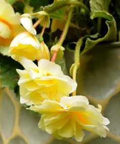 Pendula Yellow Begonia Flower Bulbs - 2 Pack - 5/6cm Bulbs for Hanging Baskets - Image 2