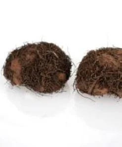 Pendula Yellow Begonia Flower Bulbs - 2 Pack - 5/6cm Bulbs for Hanging Baskets - Image 3