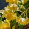 Pendula Yellow Begonia Flower Bulbs - 2 Pack - 5/6cm Bulbs for Hanging Baskets - Image 1