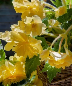 Pendula Yellow Begonia Flower Bulbs - 2 Pack - 5/6cm Bulbs for Hanging Baskets - Image 1