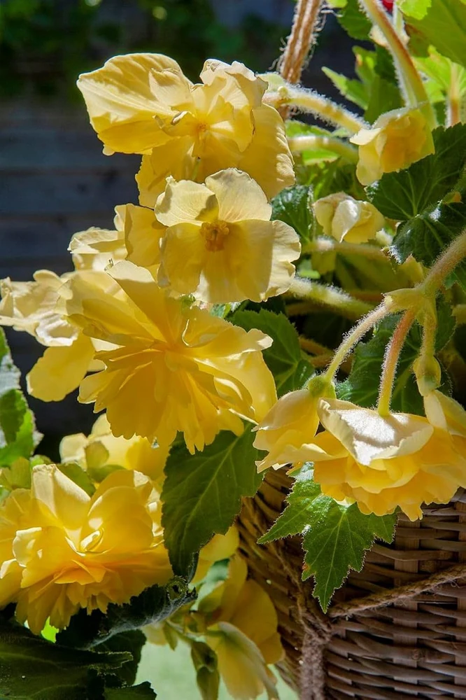 Pendula Yellow Begonia Flower Bulbs - 2 Pack - 5/6cm Bulbs for Hanging Baskets - Image 1
