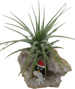 Penguin Christmas Geode with Tillandsia Air Plant - Live Plant Decor - Image 2