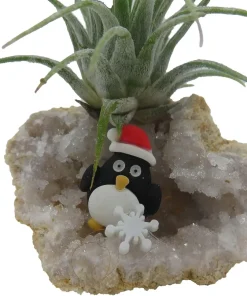 Penguin Christmas Geode with Tillandsia Air Plant - Live Plant Decor - Image 3