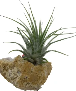 Penguin Christmas Geode with Tillandsia Air Plant - Live Plant Decor - Image 4