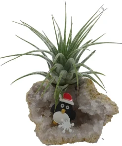 Penguin Christmas Geode with Tillandsia Air Plant - Live Plant Decor - Image 1