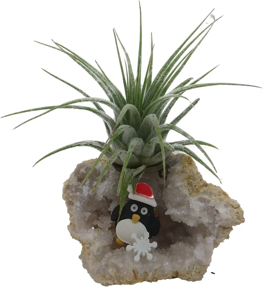 Penguin Christmas Geode with Tillandsia Air Plant - Live Plant Decor - Image 1