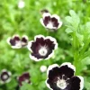Penny Black Nemophila Seeds - 20 Count, 200 mg, Dark Purple Annual Flower - Image 1