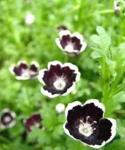 Penny Black Nemophila Seeds - 20 Count, 200 mg, Dark Purple Annual Flower - Image 1