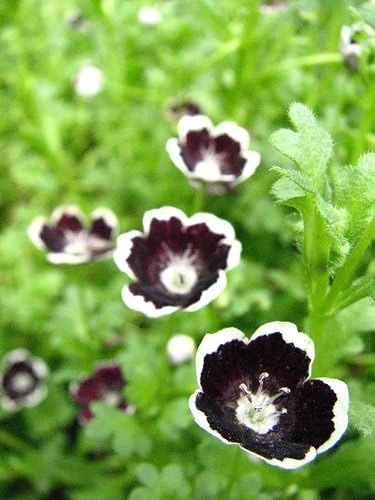 Penny Black Nemophila Seeds - 20 Count, 200 mg, Dark Purple Annual Flower - Image 1