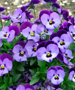 Penny Denim Jump Up Viola Live Plant - Quart Pot Perennial - Blue Flowers - Image 2