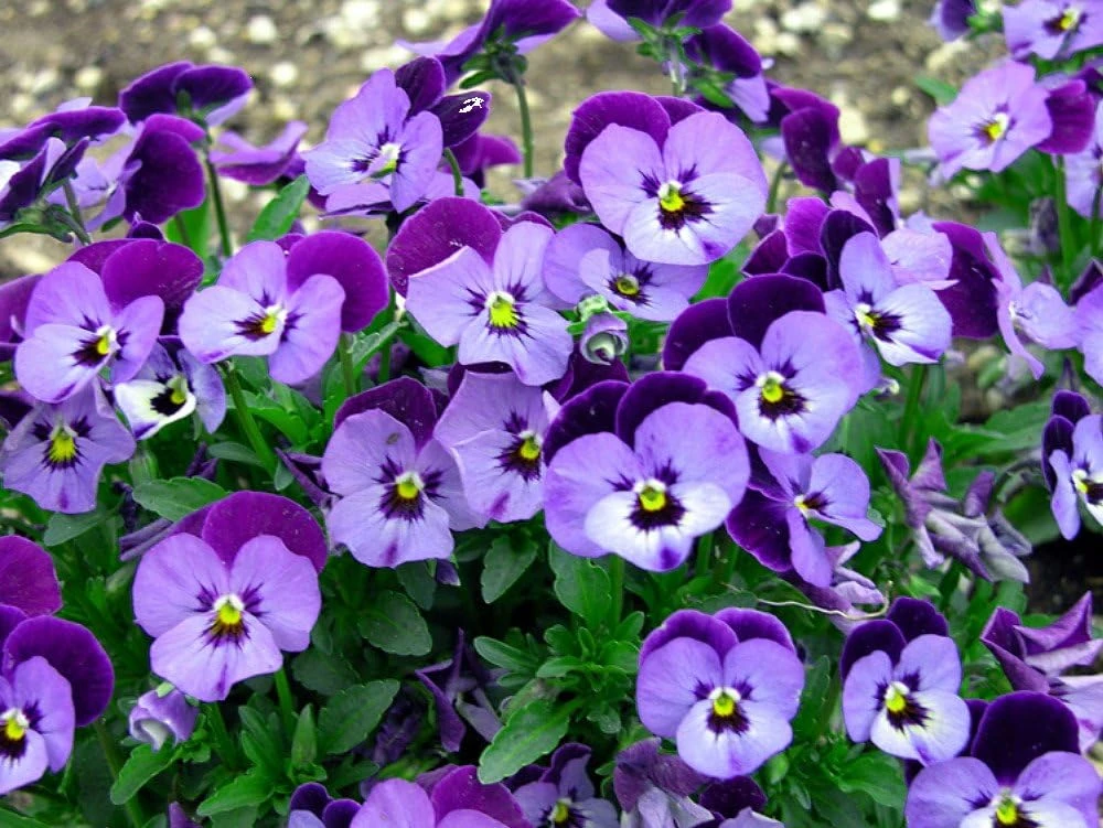 Penny Denim Jump Up Viola Live Plant - Quart Pot Perennial - Blue Flowers - Image 2