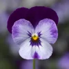 Penny Denim Jump Up Viola Live Plant - Quart Pot Perennial - Blue Flowers - Image 1