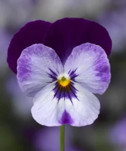 Penny Denim Jump Up Viola Live Plant - Quart Pot Perennial - Blue Flowers - Image 1