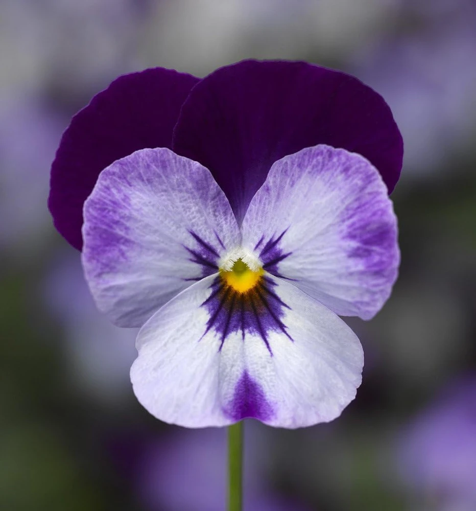 Penny Denim Jump Up Viola Live Plant - Quart Pot Perennial - Blue Flowers - Image 1