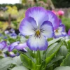 Penny Purple Picotee Viola Seeds - 25 Seeds - Fragrant Edible Flowers - Image 1