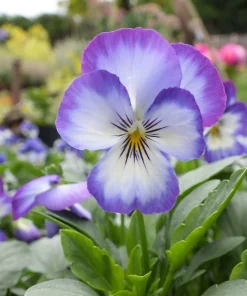 Penny Purple Picotee Viola Seeds - 25 Seeds - Fragrant Edible Flowers - Image 1