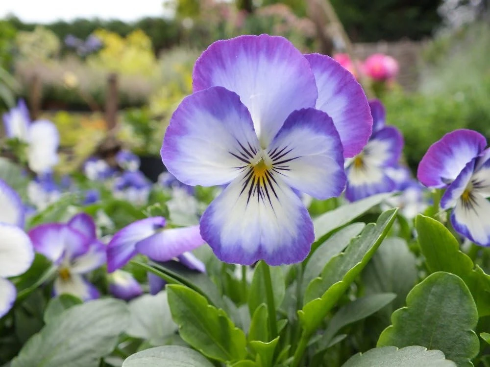 Penny Purple Picotee Viola Seeds - 25 Seeds - Fragrant Edible Flowers - Image 1