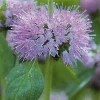 Pennyroyal Seeds - Mentha pulegium Herb Seeds - 50 Count - Image 1