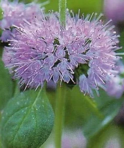 Pennyroyal Seeds - Mentha pulegium Herb Seeds - 50 Count - Image 1