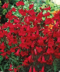 Penstemon Eaton's Red Hummingbird Beardtongue Seeds - Perennial, Non-GMO, 200 Count - Image 2