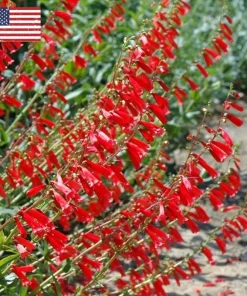 Penstemon Eaton's Red Hummingbird Beardtongue Seeds - Perennial, 200 Seeds - Image 2