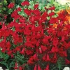 Penstemon Eaton's Red Hummingbird Beardtongue Seeds - Perennial, Non-GMO, 200 Count - Image 1