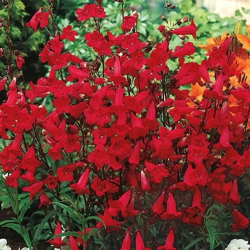Penstemon Eaton's Red Hummingbird Beardtongue Seeds - Perennial, Non-GMO, 200 Count - Image 1