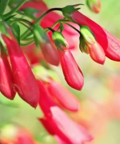 Penstemon Eaton's Red Hummingbird Beardtongue Seeds - Perennial, 200 Seeds - Image 3