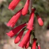 Penstemon Eaton's Red Hummingbird Beardtongue Seeds - Perennial, 200 Seeds - Image 1