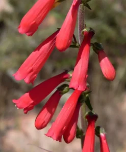 Penstemon Eaton's Red Hummingbird Beardtongue Seeds - Perennial, 200 Seeds - Image 1