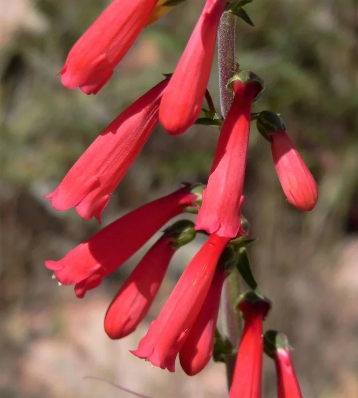 Penstemon Eaton's Red Hummingbird Beardtongue Seeds - Perennial, 200 Seeds - Image 1