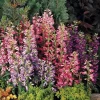Penstemon Rondo Mix Seeds - Perennial Flower Seeds - 30 Seeds - Image 1