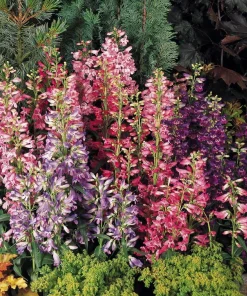 Penstemon Rondo Mix Seeds - Perennial Flower Seeds - 30 Seeds - Image 1