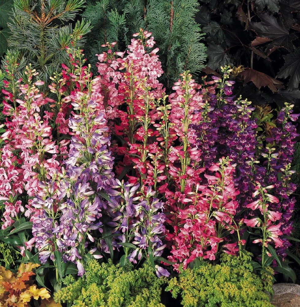 Penstemon Rondo Mix Seeds - Perennial Flower Seeds - 30 Seeds - Image 1
